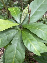Psychotria asiatica