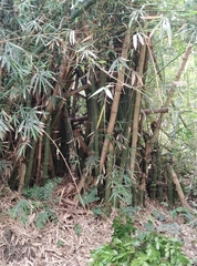 Phyllostachys