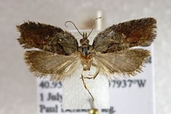 Acleris pulverosana