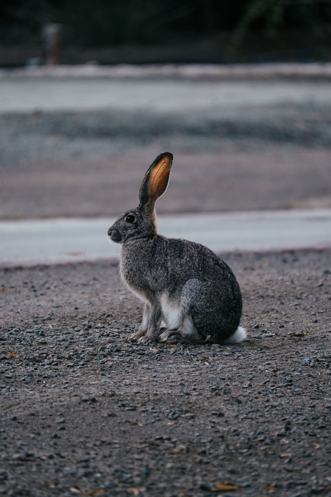 Cape Hare from Central Karoo DC, South Africa on June 19, 2021 at 08:20 ...