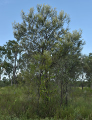 Grevillea parallela