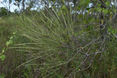 Grevillea parallela