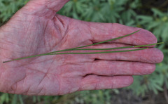 Grevillea parallela
