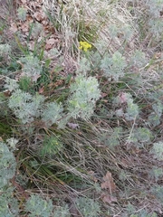 Artemisia alba