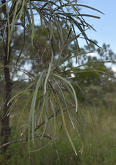 Grevillea striata