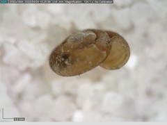 Punctum pygmaeum