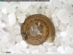 Punctum pygmaeum