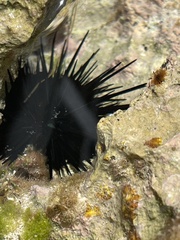 Echinometra lucunter