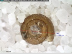 Punctum pygmaeum