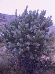 Protea pendula