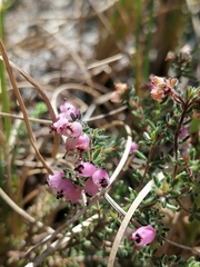 Erica turgida