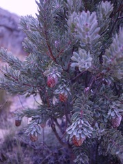 Protea pendula