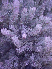 Protea pendula