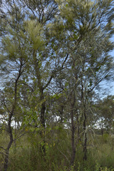 Grevillea parallela