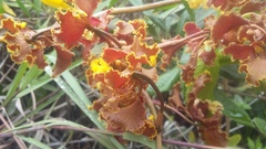 Cyrtochilum serratum