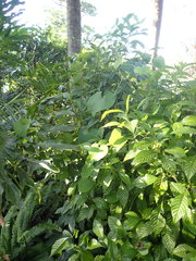 Aristolochia tomentosa