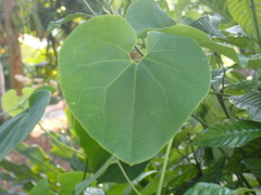 Aristolochia tomentosa