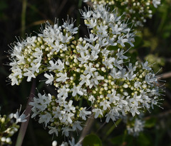 Glossocarya hemiderma