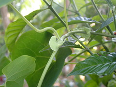 Aristolochia tomentosa