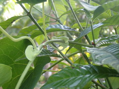 Aristolochia tomentosa