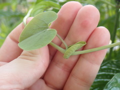 Aristolochia tomentosa