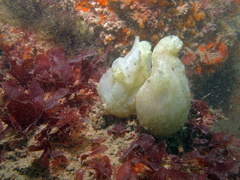 Phallusia mammillata