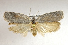 Acleris maximana