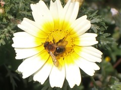 Andrena thoracica