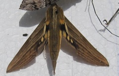 Xylophanes mineti