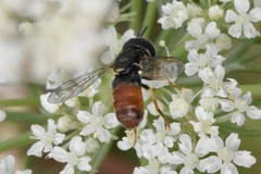 Paragus bicolor