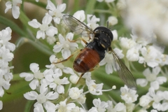 Paragus bicolor