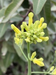 Ehrendorferia chrysantha