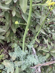 Ehrendorferia chrysantha