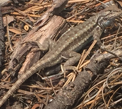 Sceloporus graciosus gracilis