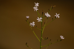 Lactuca inermis