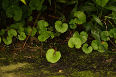 Dichondra micrantha