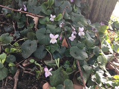 Viola odorata