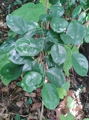 Magnoliopsida