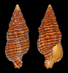 Turrilatirus turritus