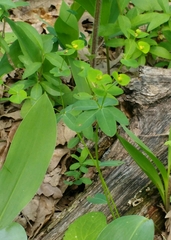 Euphorbia angulata