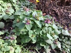 Lamium purpureum