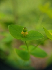 Euphorbia angulata
