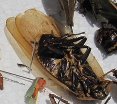 Blaberinae