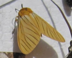 Pseudischnocampa nervosa