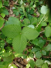 Fragaria moschata