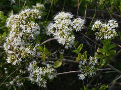 Glossocarya hemiderma