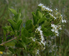 Glossocarya hemiderma