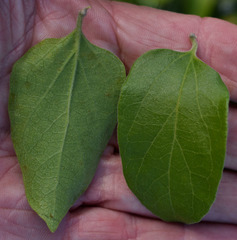 Glossocarya hemiderma