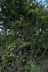Glossocarya hemiderma