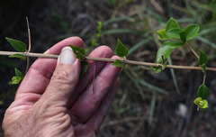 Glossocarya hemiderma